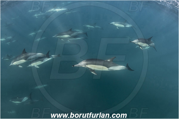 Port St. Johns, South Africa, Indian ocean, Delphinus delphis, Delphinus, Delphinidae, Mammalia, Mammalian, Short-beaked common dolphin, Dolphin, Pod of dolphins