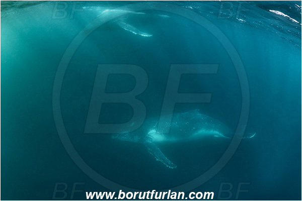 Port St. Johns, South Africa, Indian ocean, Megaptera novaeangliae, Megaptera, Balaenopteridae, Mammalia, Mammalian, Humpback whale, Whale