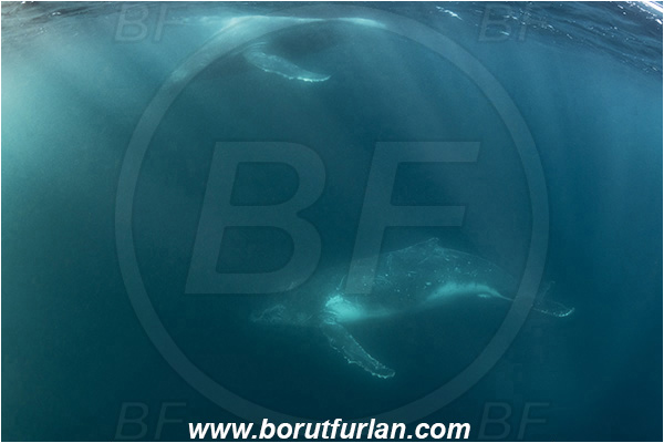 Port St. Johns, South Africa, Indian ocean, Megaptera novaeangliae, Megaptera, Balaenopteridae, Mammalia, Mammalian, Humpback whale, Whale