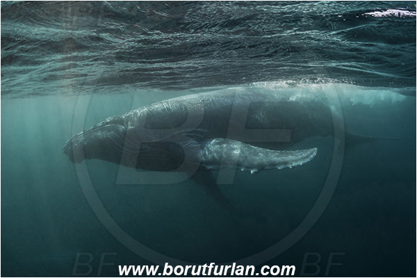 Port St. Johns, South Africa, Indian ocean, Megaptera novaeangliae, Megaptera, Balaenopteridae, Mammalia, Mammalian, Humpback whale, Whale
