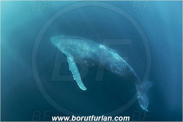 Port St. Johns, South Africa, Indian ocean, Megaptera novaeangliae, Megaptera, Balaenopteridae, Mammalia, Mammalian, Humpback whale, Whale