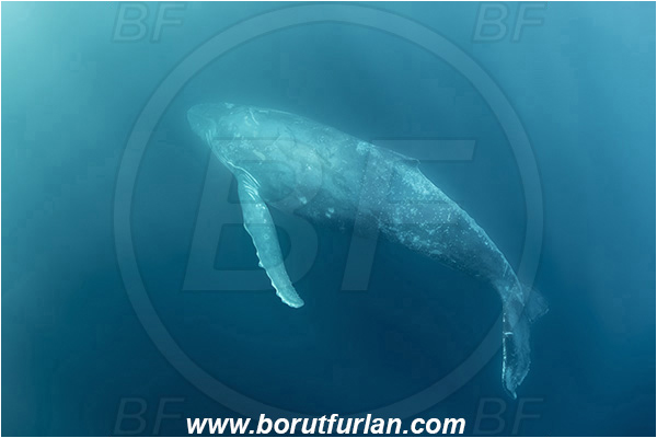 Port St. Johns, South Africa, Indian ocean, Megaptera novaeangliae, Megaptera, Balaenopteridae, Mammalia, Mammalian, Humpback whale, Whale