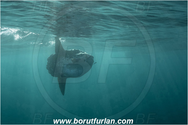 Port St. Johns, South Africa, Indian ocean, Mola mola, Mola, Molidae, Ocean sunfish, Sunfish, Fish