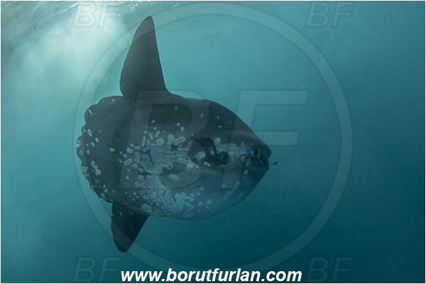 Port St. Johns, South Africa, Indian ocean, Mola mola, Mola, Molidae, Ocean sunfish, Sunfish, Fish