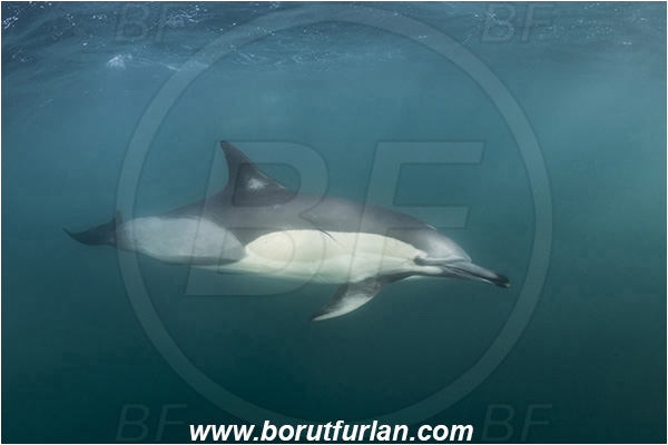 Port St. Johns, South Africa, Indian ocean, Delphinus delphis, Delphinus, Delphinidae, Mammalia, Mammalian, Short-beaked common dolphin, Dolphin