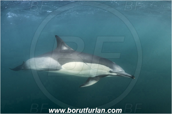 Port St. Johns, South Africa, Indian ocean, Delphinus delphis, Delphinus, Delphinidae, Mammalia, Mammalian, Short-beaked common dolphin, Dolphin