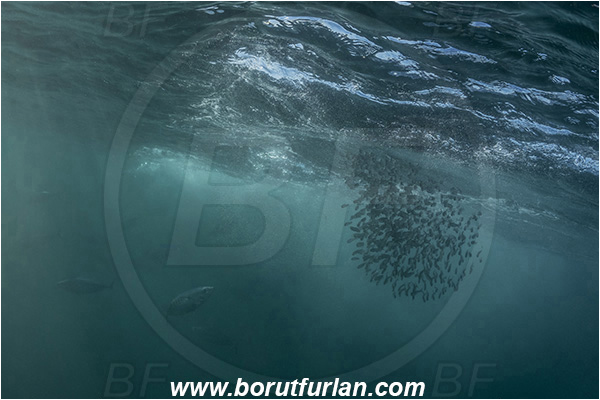 Port St. Johns, South Africa, Indian ocean, Thunnus sp., Thunnus, Scombridae, Tuna, Sardinops sagax, Sardinops, Clupeidae, Fish, Fish school, Feeding, Bait ball, Hunting