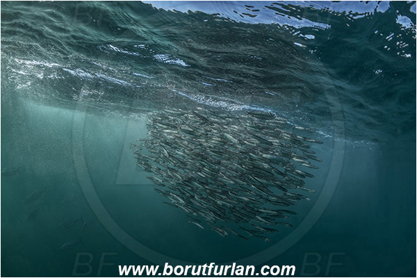 Port St. Johns, South Africa, Indian ocean, Thunnus sp., Thunnus, Scombridae, Tuna, Sardinops sagax, Sardinops, Clupeidae, Fish, Fish school, Feeding, Bait ball, Hunting