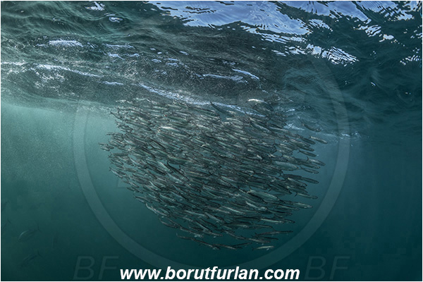 Port St. Johns, South Africa, Indian ocean, Thunnus sp., Thunnus, Scombridae, Tuna, Sardinops sagax, Sardinops, Clupeidae, Fish, Fish school, Feeding, Bait ball, Hunting
