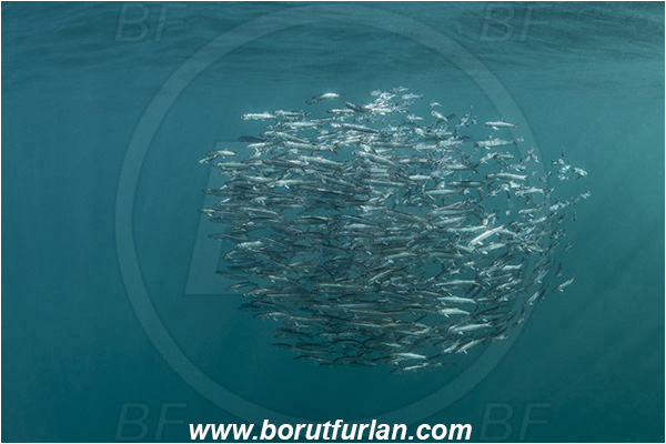 Port St. Johns, South Africa, Indian ocean, Sardinops sagax, Sardinops, Clupeidae, Fish, Fish school