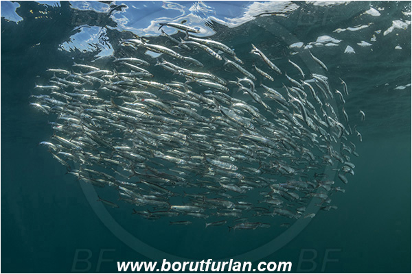 Port St. Johns, South Africa, Indian ocean, Sardinops sagax, Sardinops, Clupeidae, Fish, Fish school