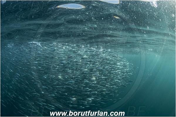 Port St. Johns, South Africa, Indian ocean, Sardinops sagax, Sardinops, Clupeidae, Fish, Fish school