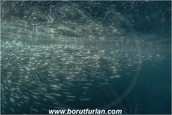 Port St. Johns, South Africa, Indian ocean, Sardinops sagax, Sardinops, Clupeidae, Fish, Fish school