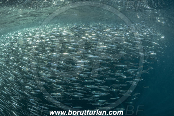 Port St. Johns, South Africa, Indian ocean, Sardinops sagax, Sardinops, Clupeidae, Fish, Fish school