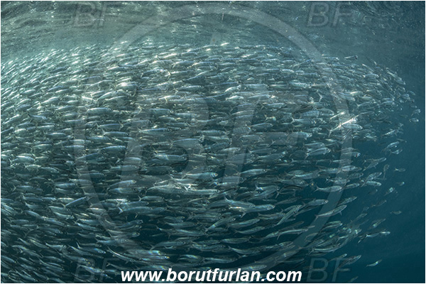 Port St. Johns, South Africa, Indian ocean, Sardinops sagax, Sardinops, Clupeidae, Fish, Fish school