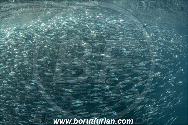 Port St. Johns, South Africa, Indian ocean, Sardinops sagax, Sardinops, Clupeidae, Fish, Fish school