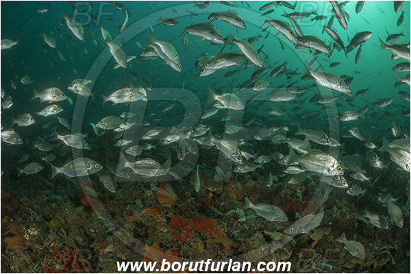 Port St. Johns, South Africa, Indian ocean, Pomadasys olivaceus, Pomadasys, Haemulidae, Olive grunter, Grunter, Fish, Fish school, Reef