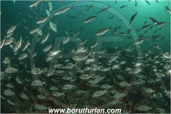 Port St. Johns, South Africa, Indian ocean, Pomadasys olivaceus, Pomadasys, Haemulidae, Olive grunter, Grunter, Fish, Fish school, Reef