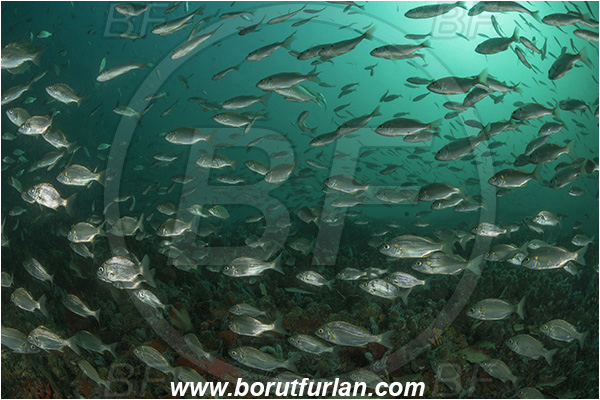 Port St. Johns, South Africa, Indian ocean, Pomadasys olivaceus, Pomadasys, Haemulidae, Olive grunter, Grunter, Fish, Fish school, Reef