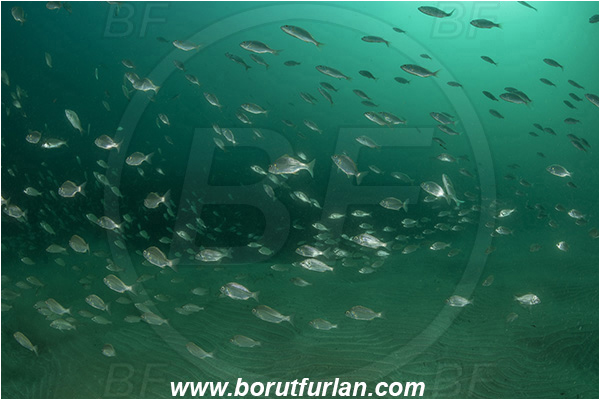 Port St. Johns, South Africa, Indian ocean, Pomadasys olivaceus, Pomadasys, Haemulidae, Olive grunter, Grunter, Fish, Fish school, Reef, Sand