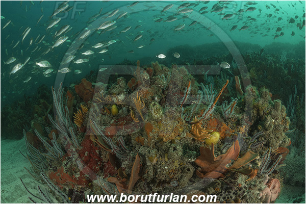 Port St. Johns, South Africa, Indian ocean, Fish, Fish school, Reef, Various benthic life