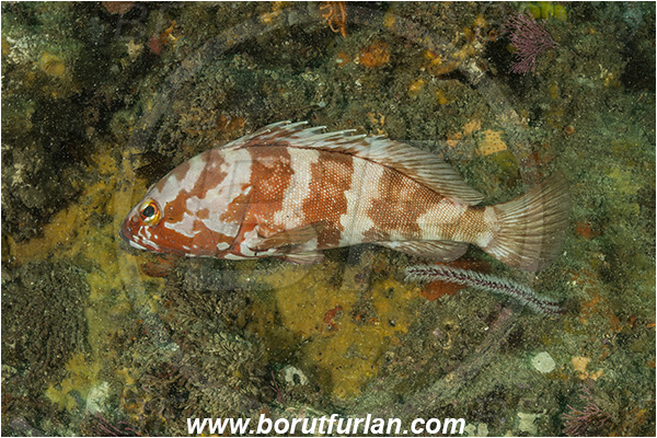 Port St. Johns, South Africa, Indian ocean, Epinephelus rivulatus, Epinephelus, Serranidae, Halfmoon grouper, Grouper, Fish