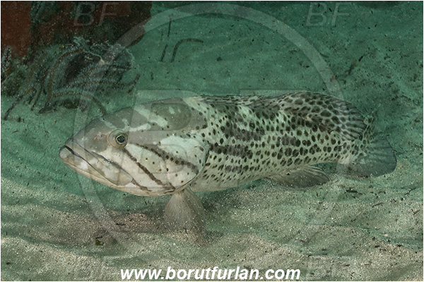 Port St. Johns, South Africa, Indian ocean, Epinephelus andersoni, Epinephelus, Serranidae, Catface grouper, Grouper, Fish, Sand