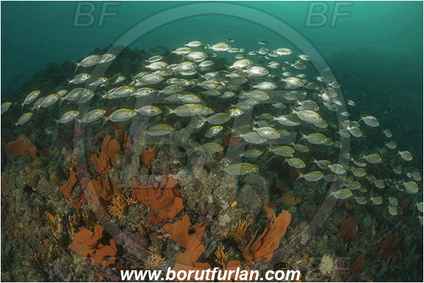 Port St. Johns, South Africa, Indian ocean, Sarpa salpa, Sarpa, Sparidae, Cow bream, Goldline, Bream, Fish, Fish school, Reef