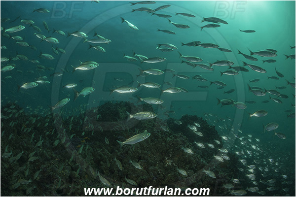 Port St. Johns, South Africa, Indian ocean, Pomatomus saltatrix, Pomatomus, Pomatomidae, Bluefish, Shad, Fish, Fish school, Reef
