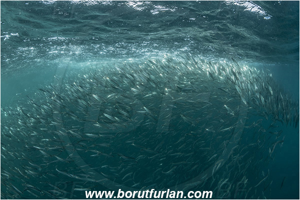 Port St. Johns, South Africa, Indian ocean, Sardinops sagax, Sardinops, Clupeidae, Fish, Fish school