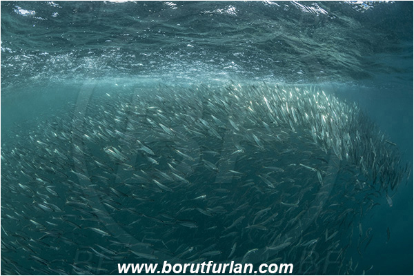 Port St. Johns, South Africa, Indian ocean, Sardinops sagax, Sardinops, Clupeidae, Fish, Fish school
