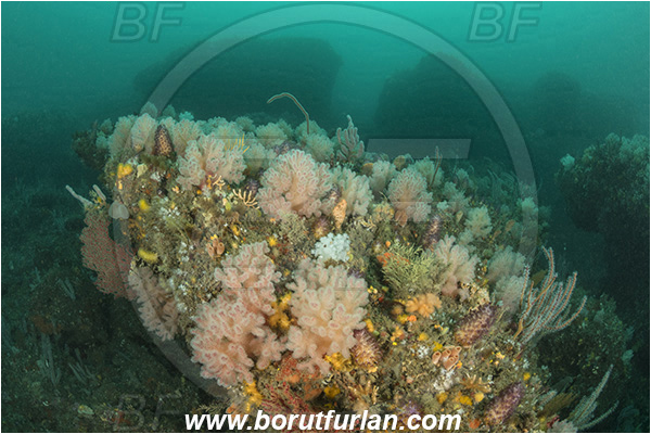 Port St. Johns, South Africa, Indian ocean, Reef, Various benthic life, Cnidaria, Cnidarian