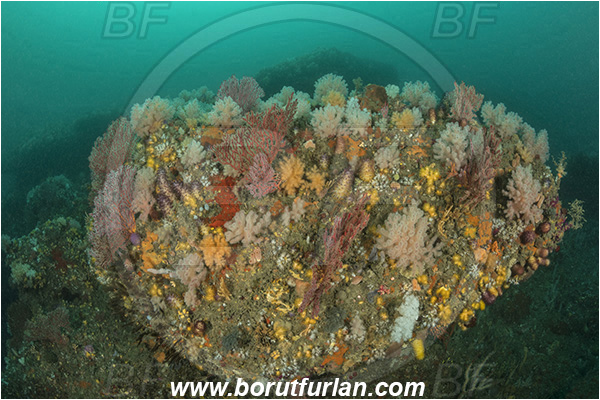 Port St. Johns, South Africa, Indian ocean, Reef, Various benthic life, Cnidaria, Cnidarian