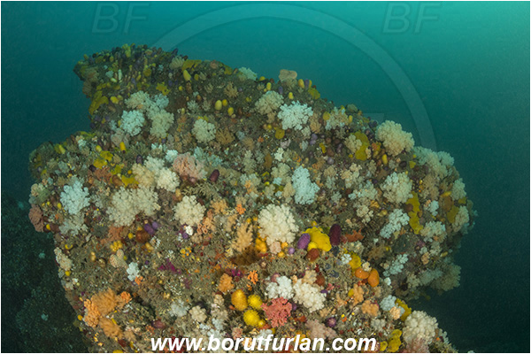 Port St. Johns, South Africa, Indian ocean, Reef, Various benthic life, Cnidaria, Cnidarian