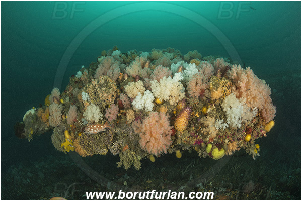 Port St. Johns, South Africa, Indian ocean, Reef, Various benthic life, Cnidaria, Cnidarian
