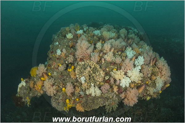 Port St. Johns, South Africa, Indian ocean, Reef, Various benthic life, Cnidaria, Cnidarian