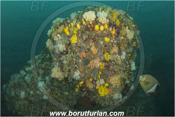 Port St. Johns, South Africa, Indian ocean, Reef, Various benthic life, Cnidaria, Cnidarian, Pomacanthus rhomboides, Pomacanthus, Pomacanthidae, Old woman angelfish, Angelfish, Fish