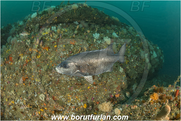Port St. Johns, South Africa, Indian ocean, Oplegnathus conwayi, Oplegnathus, Oplegnathidae, Cape knifejaw, Knifejaw, Fish, Reef