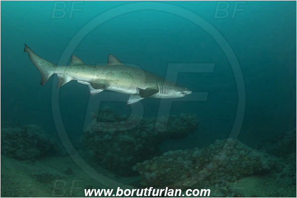 Port St. Johns, South Africa, Indian ocean, Carcharias taurus, Carcharias, Odontaspididae, Elasmobranchii, Sand tiger shark, Spotted ragged-tooth shark, Shark, Fish, Reef