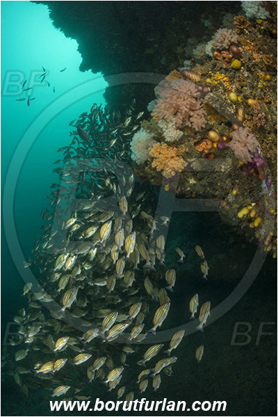 Port St. Johns, South Africa, Indian ocean, Pomadasys striatus, Pomadasys, Haemulidae, Striped grunter, Grunter, Fish, Fish school, Reef, Overhang