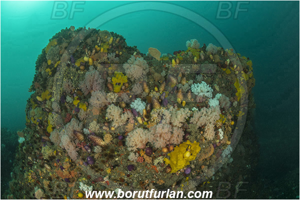 Port St. Johns, South Africa, Indian ocean, Reef, Various benthic life, Cnidaria, Cnidarian