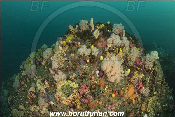 Port St. Johns, South Africa, Indian ocean, Reef, Various benthic life, Cnidaria, Cnidarian