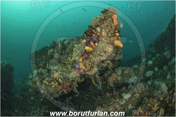 Port St. Johns, South Africa, Indian ocean, Reef, Various benthic life, Cnidaria, Cnidarian