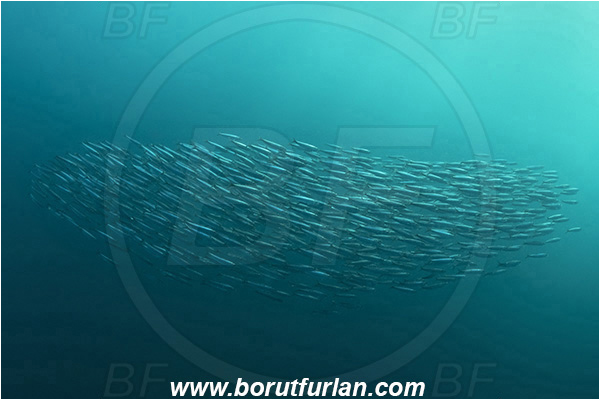 Port St. Johns, South Africa, Indian ocean, Sardinops sagax, Sardinops, Clupeidae, Fish, Fish school