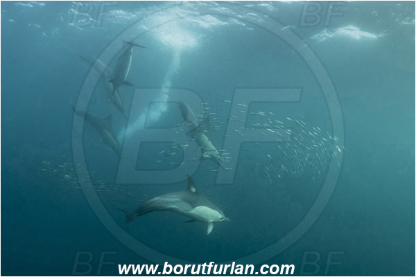 Port St. Johns, South Africa, Indian ocean, Delphinus delphis, Delphinus, Delphinidae, Mammalia, Mammalian, Short-beaked common dolphin, Dolphin, Sardinops sagax, Sardinops, Clupeidae, Fish, Fish school, Feeding, Bait ball, Hunting