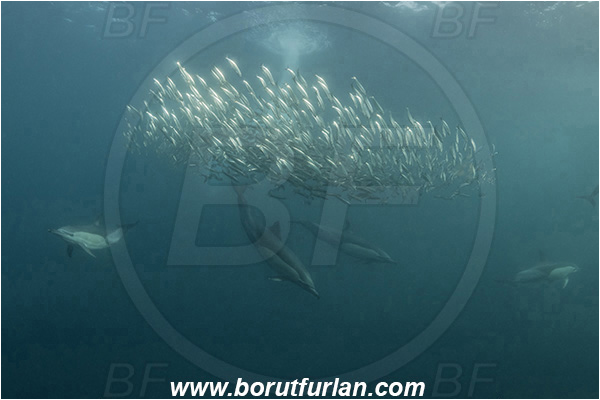 Port St. Johns, South Africa, Indian ocean, Delphinus delphis, Delphinus, Delphinidae, Mammalia, Mammalian, Short-beaked common dolphin, Dolphin, Sardinops sagax, Sardinops, Clupeidae, Fish, Fish school, Feeding, Bait ball, Hunting