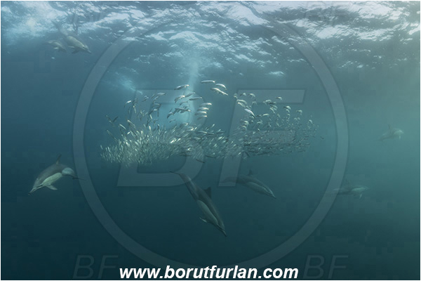 Port St. Johns, South Africa, Indian ocean, Delphinus delphis, Delphinus, Delphinidae, Mammalia, Mammalian, Short-beaked common dolphin, Dolphin, Sardinops sagax, Sardinops, Clupeidae, Fish, Fish school, Feeding, Bait ball, Hunting