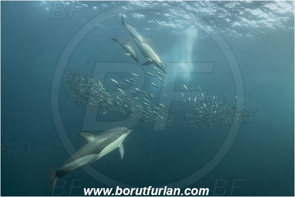 Port St. Johns, South Africa, Indian ocean, Delphinus delphis, Delphinus, Delphinidae, Mammalia, Mammalian, Short-beaked common dolphin, Dolphin, Sardinops sagax, Sardinops, Clupeidae, Fish, Fish school, Feeding, Bait ball, Hunting