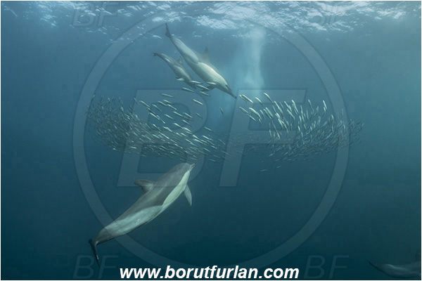 Port St. Johns, South Africa, Indian ocean, Delphinus delphis, Delphinus, Delphinidae, Mammalia, Mammalian, Short-beaked common dolphin, Dolphin, Sardinops sagax, Sardinops, Clupeidae, Fish, Fish school, Feeding, Bait ball, Hunting