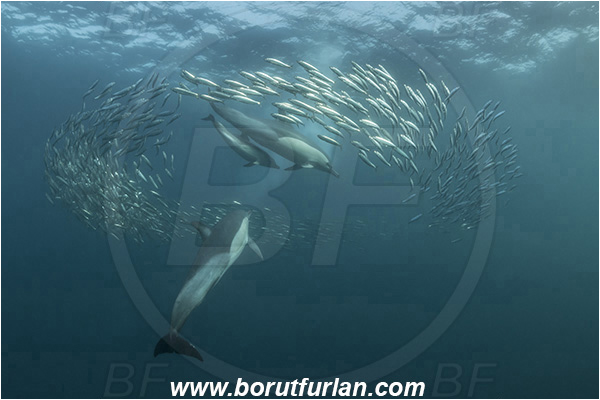 Port St. Johns, South Africa, Indian ocean, Delphinus delphis, Delphinus, Delphinidae, Mammalia, Mammalian, Short-beaked common dolphin, Dolphin, Sardinops sagax, Sardinops, Clupeidae, Fish, Fish school, Feeding, Bait ball, Hunting